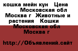 кошка мейн-кун › Цена ­ 4 000 - Московская обл., Москва г. Животные и растения » Кошки   . Московская обл.,Москва г.